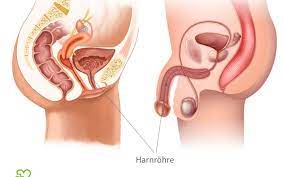 Harnrohrenentzundung Urethritis Ursachen Anzeichen Behandlung Onmeda De