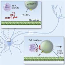They contain a variety of enzymes capable of degrading different types of biological material. Rna Granules Hitchhike On Lysosomes For Long Distance Transport Using Annexin A11 As A Molecular Tether Sciencedirect