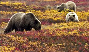 Bu bölgelerdeki bitkiler ve hayvanların benzer özellikleri vardır. Biyocesitlilik Nedir Biyocesitlilik Hangi Ogelerden Olusuyor Cografyaci