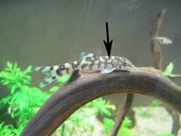 Dojo Loach Care Guide & Species Profile | Fishkeeping World
