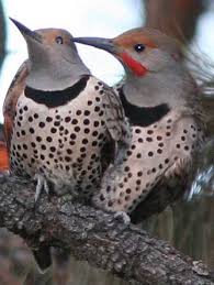 Birds Of Western Washington Identification Birds Washington State Identification Picture Of Mating Birds Northern Flickers Northern Flicker Birds Pet Birds
