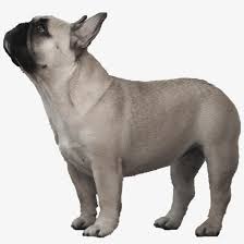 We do not allow missouri breeders, adoption centers, rescues or shelters to list french bulldogs for free in missouri. Watermelon Transparent French Bulldog French Bulldog Png Transparent Png 1920x1787 Free Download On Nicepng