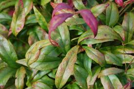Its dense low growth habit is perfect for any garden or mixed container. Nandina Domestica Firepower Landscape Architect S Pages