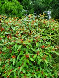 Image result for Hamelia patens