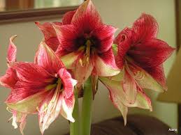Hippeastrum Amaryllis Tosca 2 Bulbs Amaryllis Flowers Flora Flowers Christmas Plants