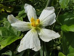 Image result for Lagenaria sphaerica