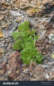 Image result for Anogramma leptophylla