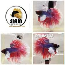 Betta Fish Uk Betta Fish Ideas Bettafish Fishbetta Betta Dbhm103 Dumbo Halfmoon Male Uk Seller 22 00 End Date Th Betta Betta Fish Siamese Fighting Fish