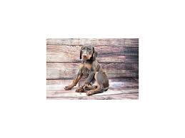More images for red doberman puppies florida » Doberman Pinscher Puppies Petland Jacksonville Florida