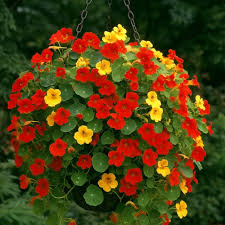 Image result for Nasturtium