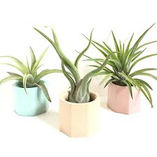 Image result for Stanfieldiella