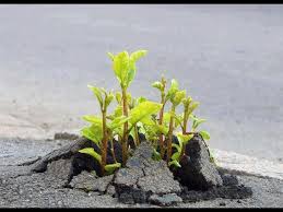 We did not find results for: Plants Netdog 06