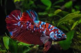 Ikan cupang hias nemo candy multicolor подробнее. Ciri Ciri Cupang Galaxy Nemo Candy Emerald Dan Fccp Cupang Sehat