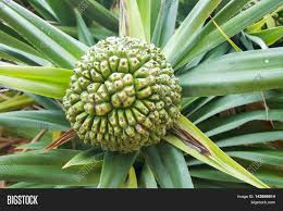 We did not find results for: Large Green Tropical Image Photo Free Trial Bigstock
