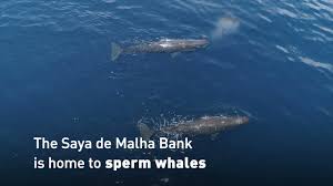 Ocean city home bank was established in january 1912 and headquartered in ocean city, new ocean city home bank is no longer doing business under that name. Why The Indian Ocean S Saya De Malha Bank Is So Incredibly Special Youtube