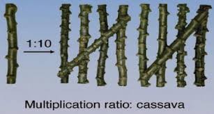 Image result for Hyparrhenia anamesa