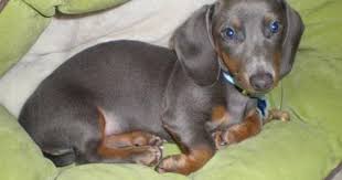 Raising mini dachshund puppies since 2001. Beck The Mini Dachshund Blue Dachshund Dachshund Puppies Dachshund Colors