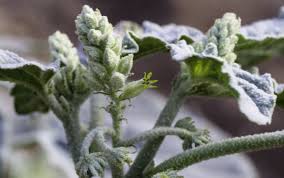 Image result for Chrozophora