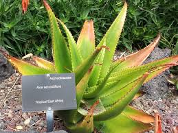 Image result for Aloe aculeata × globuligemma