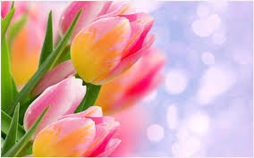 Tulip Flowers Wallpaper I Tulips Flowers Amazing Flowers Flowers