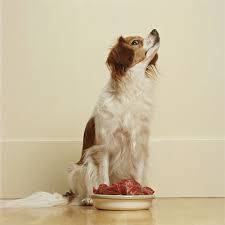 Does Your Dog Refuse To Eat When You Re Not Around Dog Refuses To Eat Dogs Funny Animals