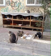 Kedi evde mutlu olur mu. Kis Gunlerinde Usuyen Sokak Kedilerini Dusunen Guzel Insanlardan 25 Kedi Evi Ornegi Listelist Com