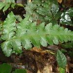 Image result for Blotiella