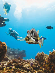 Best Diving Spots In The World 24 Reasons To Scuba Dive In Cozumel