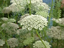 Viznaga Flower Seeds Online Flower Seeds Organic Plants