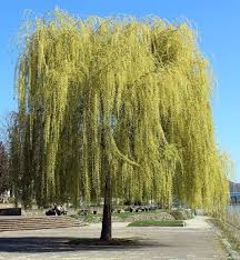 Image result for venturia saliciperda willow tree