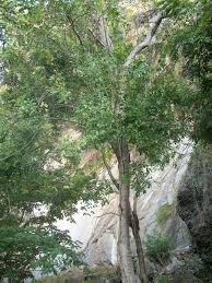 Image result for Schinopsis