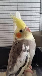 Cute Bird Funny Birds Pet Birds Cute Birds