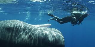 Humpback whale populations in the north pacific ocean have increased according to a study funded primarily by national oceanic and atmospheric administration (noaa), an agency of the u.s. You Re Eye To Eye With A Whale In The Ocean Mdash What Does It See The Atlantic