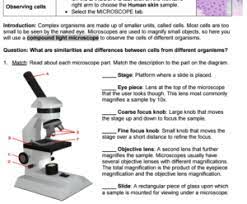Explorelearning circuits gizmo answer key the dichotomous key gizmo is also a useful tool for helping younger students identify key characteristics. Cell Types Gizmos C Answer Key Bio Gizmo Celldivision