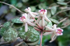They grow in moderate temperate regions for their foliage and strong aromatic flowers. Hoya Curtisii Hoya Plants Plant Fungus Wax Flowers