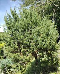 Image result for Juniperus