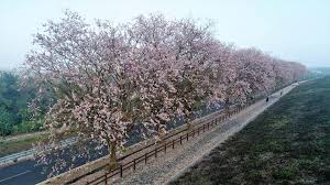 地點：烏山頭水庫風景區 、八田與一紀念園區(桃園市復興區基國派路 520 巷 133 之 1 號) 大眾交通： 搭臺鐵至新營或林鳳營站，轉搭新營客運黃 1 線至烏山頭水庫站。 ç²‰ç´…èŠ±æµ·è¶…æµªæ¼«çƒå±±é ­æ°´åº«å—æ´‹æ«»æå‰ç››é–‹ è¥¿æ‹‰é›…åœ‹å®¶é¢¨æ™¯å€ç®¡ç†è™•