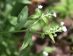 Image result for Leucas deflexa