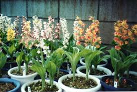エビネランの栽培 ニグロの家庭菜園記