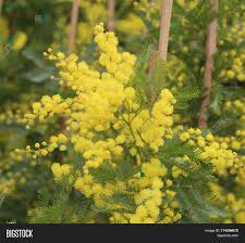 Because italian women (unione donna italiana) decided on 1946 that there should be an object to celebrate the event. Yellow Mimosa Flowers Image Photo Free Trial Bigstock