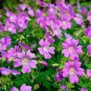 Per fiori di campo (conosciuti anche come fiori selvatici o fiori spontanei) nella cultura comune si intende una categoria di fiori che crescono spontaneamente in. Fiori Di Campo In Ordine Alfabetico
