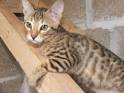 Cats and Kittens for Sale from Reputable Breeders ...