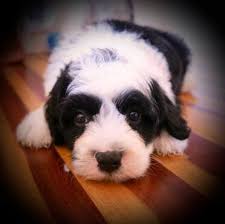 An oes is a low shedding dog, only shedding when brushed, thus when you cross with a poodle you are almost guaranteed to have a 100% hypoallergenic puppy. F1 Mini Sheepadoodle Puppies Briarwood Washington Dc S Premier Sheepadoodles Bernedoodles Sheepadoodle Puppy Mini Sheepadoodle Puppy Puppy Adoption