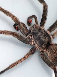 The majority of spiders cannot harm anyone. The Last Visible Dog Vagrant Spider Uliodon Albopuntatus