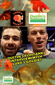 @lukesgoldies and Dustin's FishTanks TALK GOLDFISH, GREENHOUSES, & MORE!  TANK ON! I recently had the pleasure of meeting Luke in person and had a  blast making this video with him. His content is ...