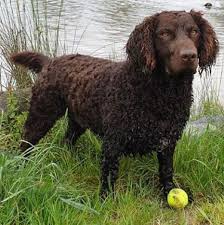 Delivery within nairobi can be sorted for free upon request. Murray River Retriever Association Inc
