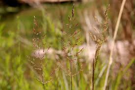 Image result for Sporobolus pyramidalis