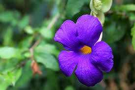 Vine with purple flowers 5 petals. Royalty Free 5 Petals Photos Free Download Pxfuel