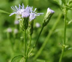 Image result for Chromolaena