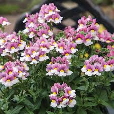 Image result for Nemesia